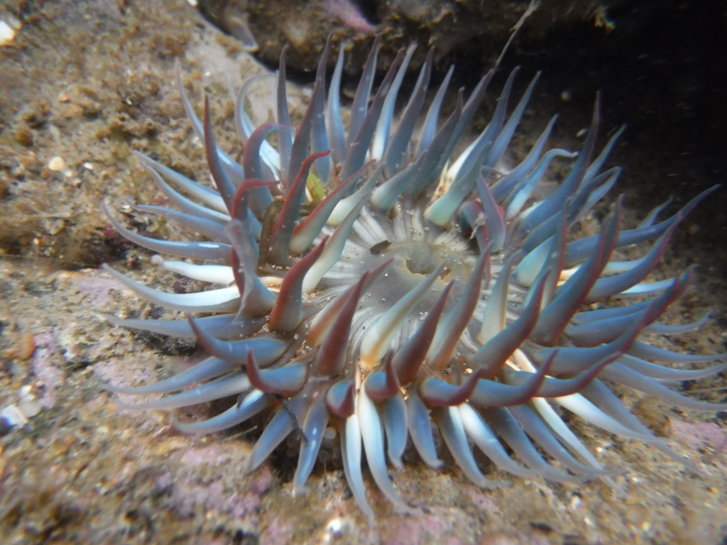 Warty Sea Anemone