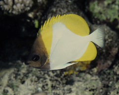 Hemitaurichthys polylepis