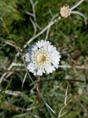 Chaenactis fremontii