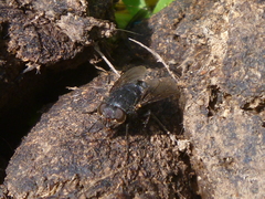 Calliphora quadrimaculata