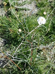 Chaenactis fremontii