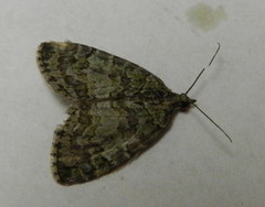 Hydriomena renunciata