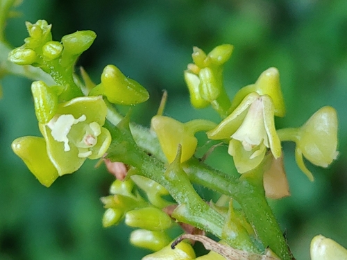 Polystachya concreta
