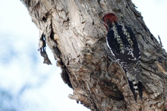 Sphyrapicus ruber daggetti