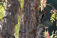 Sphyrapicus ruber × nuchalis