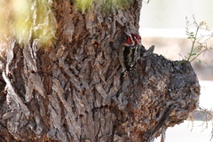 Sphyrapicus ruber × nuchalis