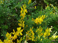 Genista stenopetala