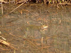 Lithobates sphenocephalus utricularius