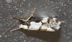 Philenora chionastis