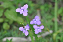 Ennealophus foliosus