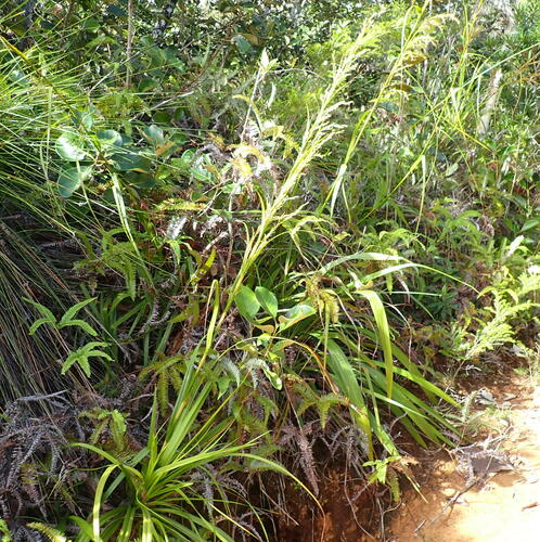 Tetraria arundinacea observed 2023-09-09
