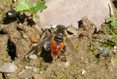 Polydontomyia curvipes