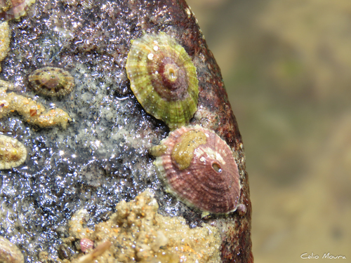 Fissurella itapema