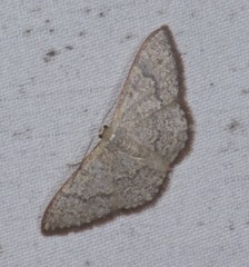 Idaea coercita