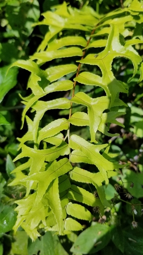 Nephrolepis falcata