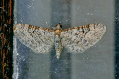 Eupithecia jejunata