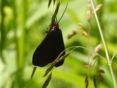 Ctenucha virginica