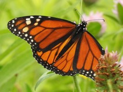 Danaus plexippus