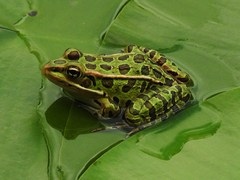 Lithobates pipiens