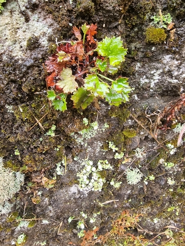 Image of Saxifraga maderensis by (c) Vítor Jorge, some rights reserved (CC BY)