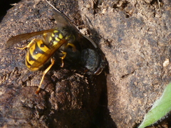 Calliphora quadrimaculata