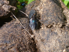 Calliphora quadrimaculata