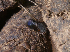 Calliphora quadrimaculata