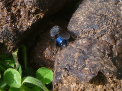 Calliphora quadrimaculata