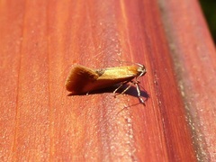 Batia lunaris
