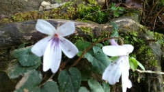 Viola formosana