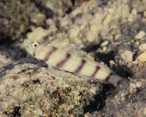 Amblyeleotris fasciata