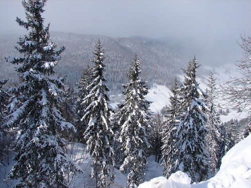 Paprastoji eglė nuotrauka