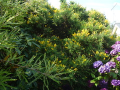 Genista stenopetala