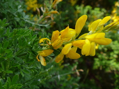 Genista stenopetala