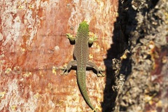 Phelsuma standingi