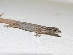 Sphaerodactylus graptolaemus