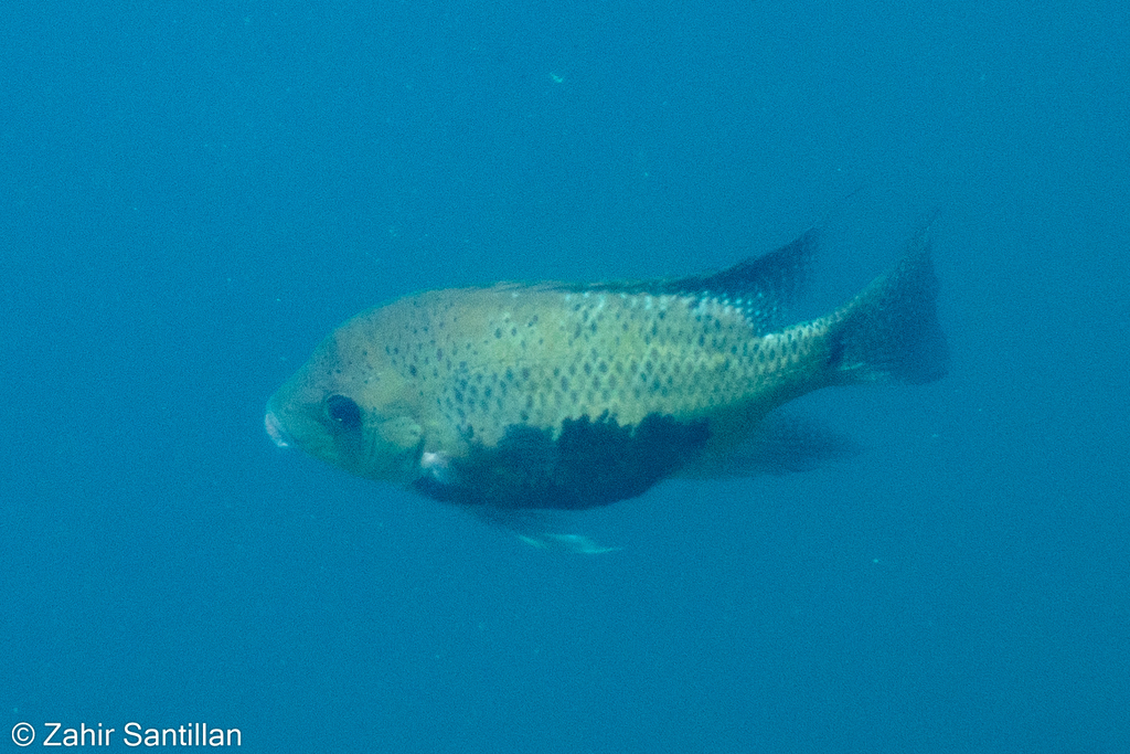 Pantano Cichlid