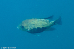 Pantano Cichlid photo 1