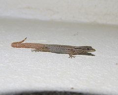 Sphaerodactylus graptolaemus
