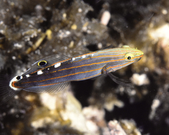 Koumansetta rainfordi