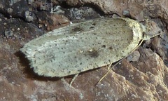 Agonopterix argillacea