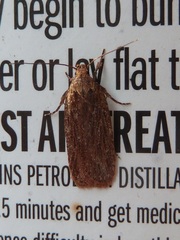 Depressaria daucella