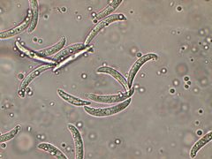 Colletotrichum truncatum