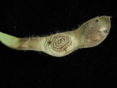 Colletotrichum truncatum