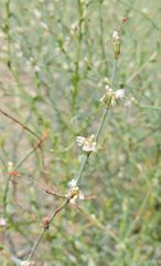 Eriogonum deflexum