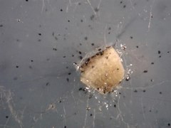 Macrophomina phaseolina