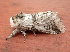 Furcula scolopendrina