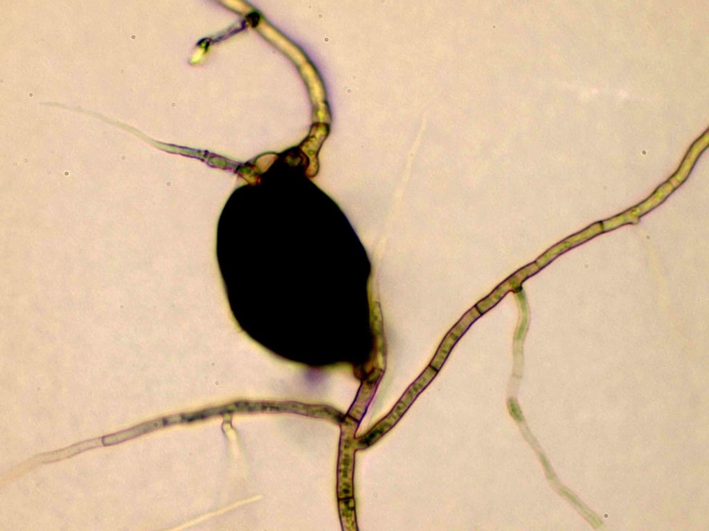 Macrophomina
