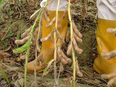 Macrophomina phaseolina