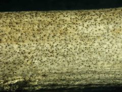 Macrophomina phaseolina